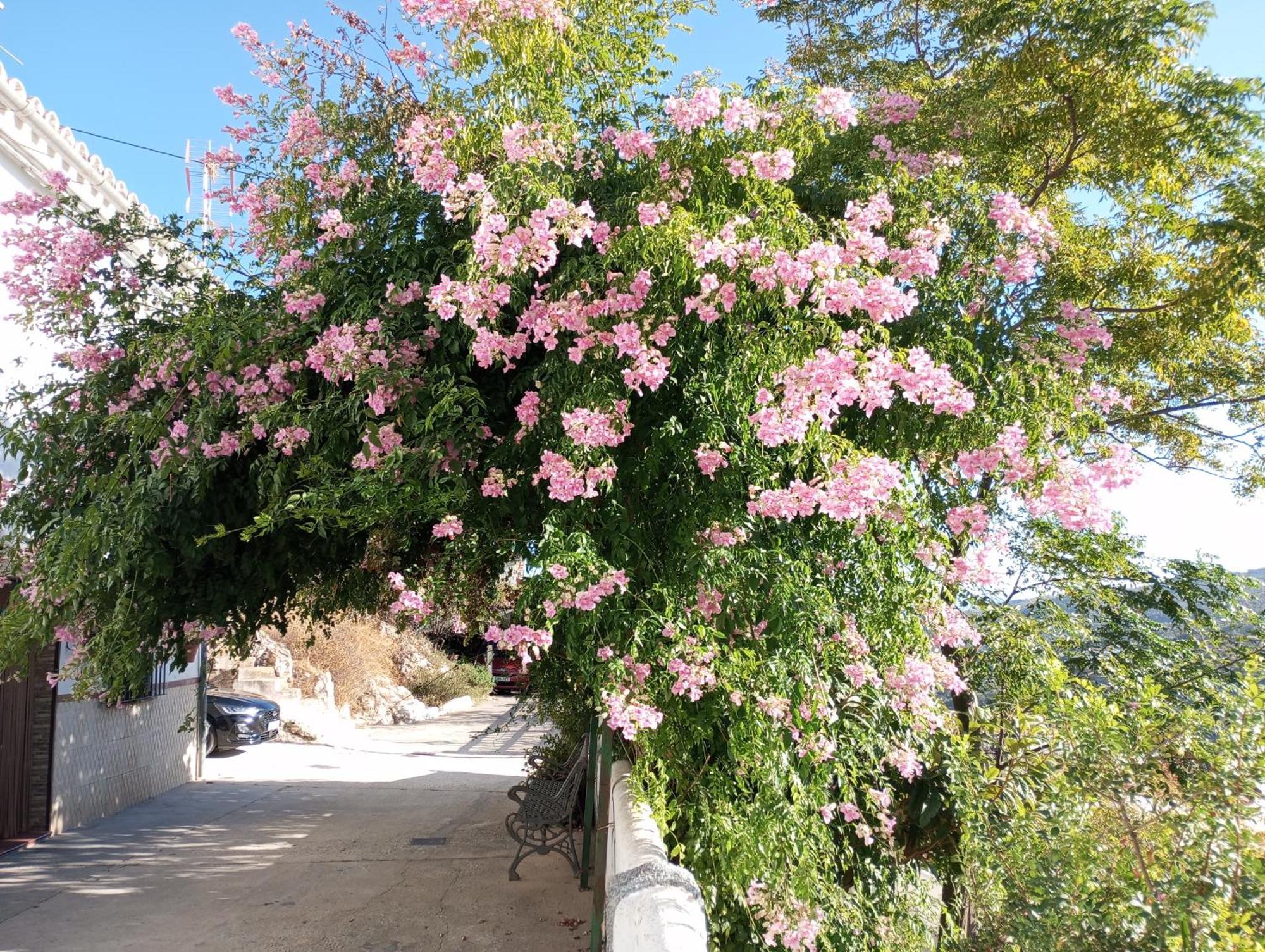 Bed and Breakfast Sweet Water Caminito Del Rey Carratraca Exterior foto